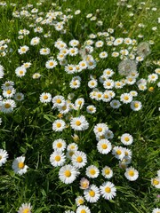 Beautiful white daisy flowers, dandelions and green grass growing outdoors © New Africa