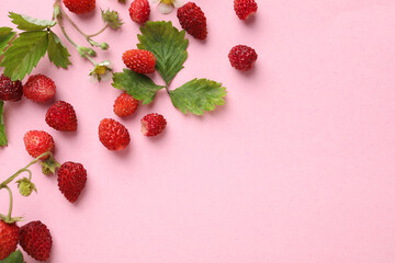 Wild strawberries, flowers and leaves on pink background, flat lay. Space for text