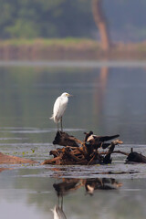 White Egret on the Water