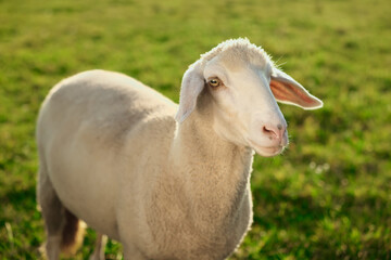 Cute sheep grazing outdoors on sunny day. Farm animal