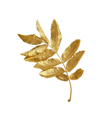 Twig of golden rowan leaves isolated on white. Autumn season
