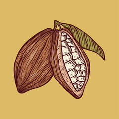 Fresh Cocoa Fruit Modern Illustration with Vintage Style Chocolate Outline