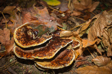 Fungus