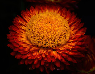 orange dahlia flower