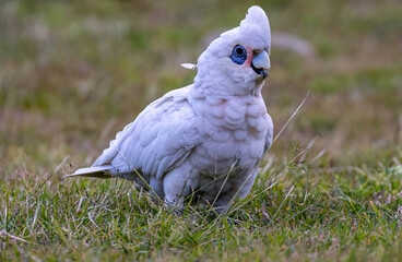 Corella on a green background