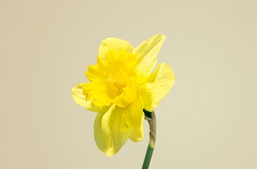 Fresh colored aroma flower on beige background.