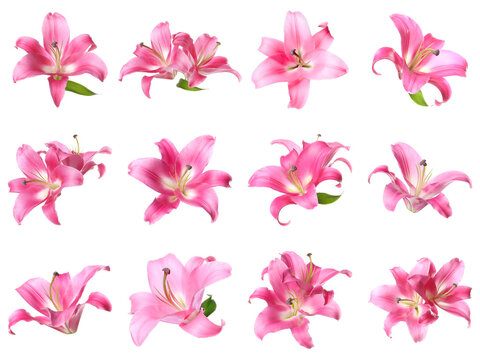 Beautiful pink lily flowers isolated on white, set