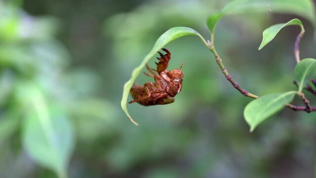 Cicada shell hanging from the underside of a leaf.