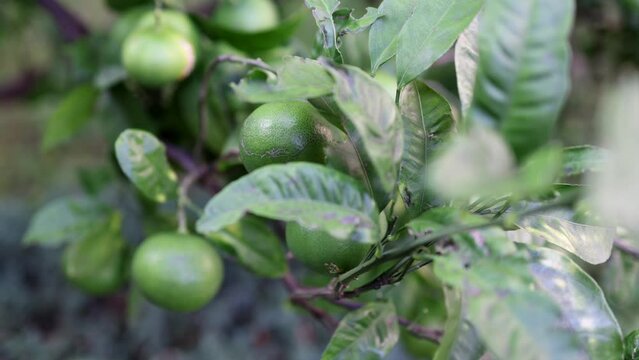 Images of wild mandarin oranges surrounded by green foliage.