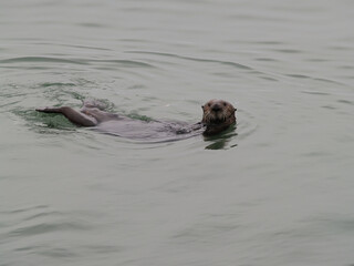 Obraz premium Sea Otter Swimming In Water Looking At Camera