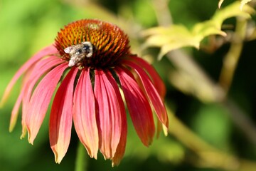 Bee pollinating an echinacea flower
