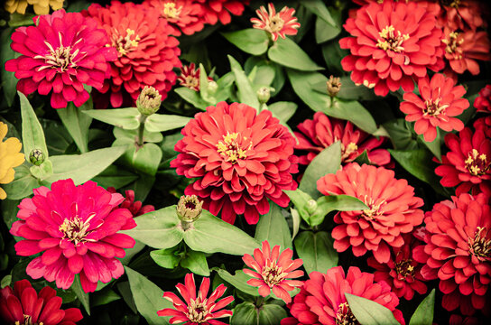 Summer chrysanthemum is a species of the composite family, with many colors and forms of flowers, varying in size and bright colors. It is a common street greening plant in China.