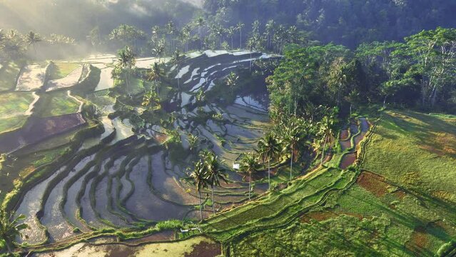scenic terraced rice fields in the morning in Bali, aerial view of Indonesian jungle with rice terraces, beautiful Asian landscape