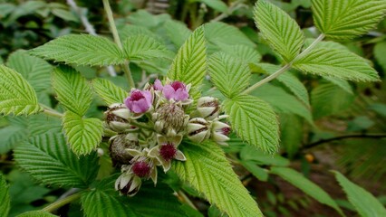 planta amora silvestre - Rubus niveus