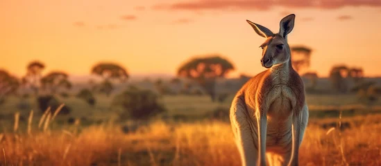 Gordijnen Kangaroo on the background of the sunset. Panorama © andri