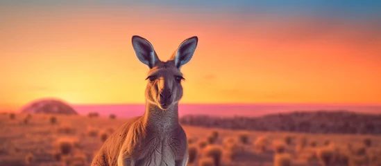 Rolgordijnen Kangaroo on the background of the sunset. Panorama © andri