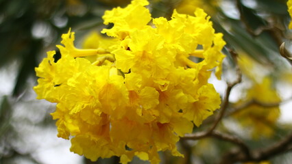 Silva manso or Tabebuia aurea flowers blooming on a tree in Indonesia.