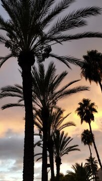 Silhouettes of palm trees on colorful sunset sly background. Vertical video
