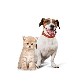 Cat and dog pets sitting together