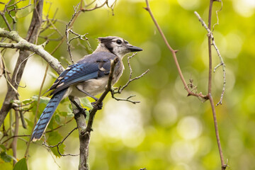 Blue jay (Cyanocitta cristata) in front of a green background in Palmetto, Florida