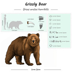 Grizzly bear infographic template.