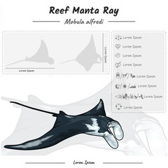 Reef manta ray infographic template.