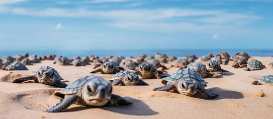 Tuinposter Large number of baby turtles emerge from nest making their way to the sea Enchanting and adorable wildlife sight at Ningaloo National Park in Exmouth Western Australia © 2rogan