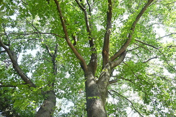 American sweetgum ( Liquidamber styraciflua ) fruits. Altingiaceae deciduous tree.
