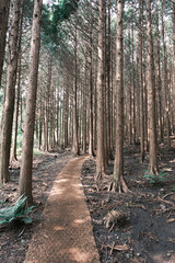 대한민국 한국 제주의 원시림 곶자왈의 녹색 나무와 우거진 숲을 관찰할 수 있는 자연환경 산책길 배경화면