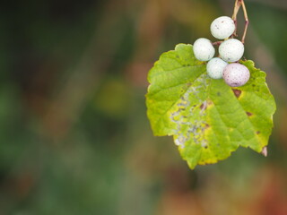 つる植物　ノブドウの実