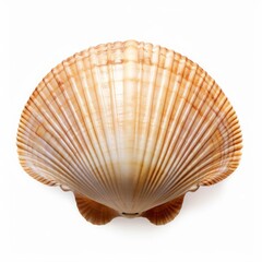 scallop shell (ocean marine animal) isolated on white background cutout, Generative AI 