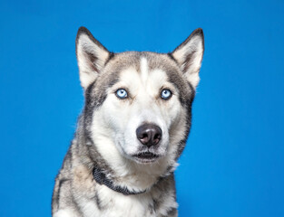 cute dog on an isolated background