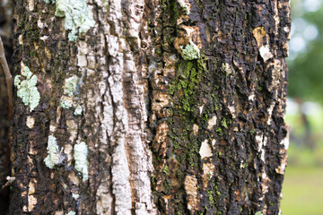 Embossed brown bark texture of a tree with green moss and lichen, texture of the surface of an oak tree in the forest