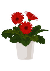 red gerber in a pot, house plant, ornamental plant, vector cartoon style