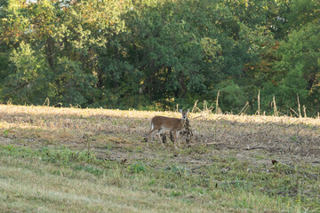 Young doe deer walking in harvested field