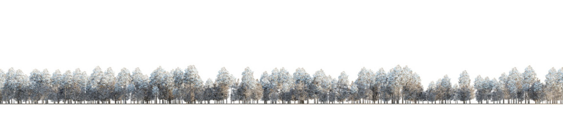 isolated winter conifer tree, best use for skyline background. - obrazy, fototapety, plakaty