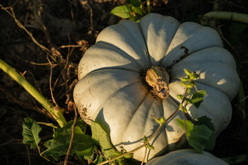 light green goard pumpkins in pumpkin patch ready for fall harvest