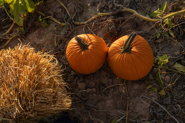 Orange pumpkins in pumpkin patch ready for fall harvest