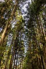 trees in the forest of Japan