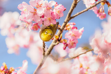 メジロと桜1