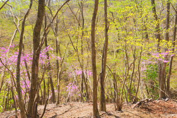 ミツバツツジと新緑