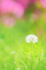 綿毛のたんぽぽ