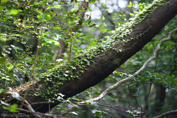 대한민국 한국 제주의 원시림 곶자왈의 녹색 나무와 우거진 숲을 관찰할 수 있는 자연환경 산책길 배경화면