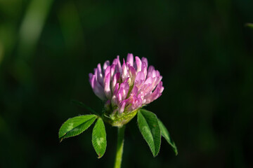 pink and yellow flower