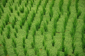 Green background of rice field, Indonesia