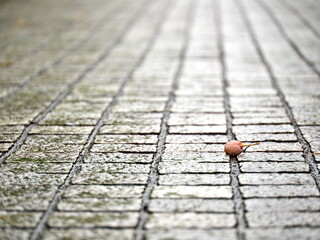 Tokyo, Japan - October 4, 2023: Ripe gingko nuts fallen on a street on a rainy morning
