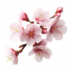Foto op Canvas cherry blossom sakura isolated on white background cutout, Generative AI  © Dhriti