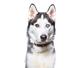Fototapeta premium cute dog on an isolated background
