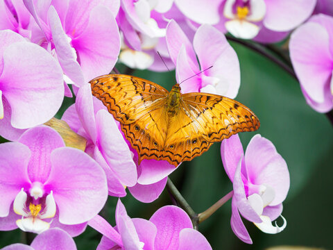 Cirrochroa tyche on orchid petals