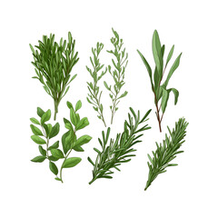 Fototapeta premium rosemary isolated on white